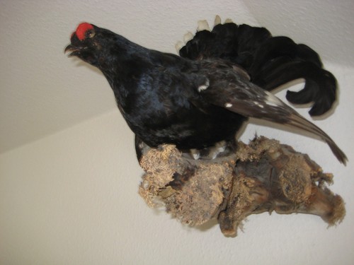 Raufußvogel birkhahn - raufußvogel,